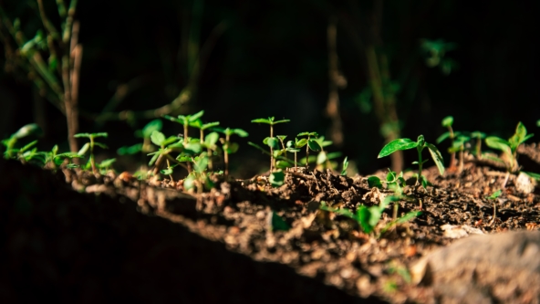 Plants